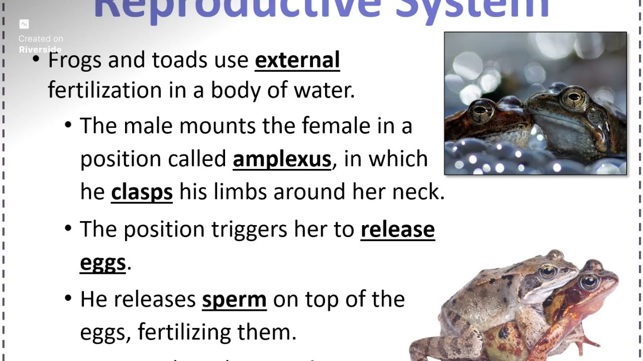 Amphibians: Reproduction - Human Impacts