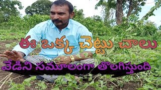 Dhusara Theega Health Benefits Dusara Theega దసర తగ ఉపయగల