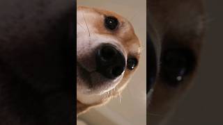 vibin' with Seal Winnie #dog #shibainu #cutedog