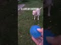 Slumber Pawties | Shorts | Dog Videos