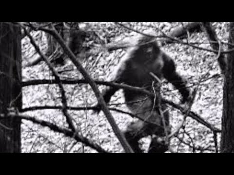 You NEVER KNOW! Top 10 Bigfoot Guns!