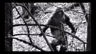 You NEVER KNOW! Top 10 Bigfoot Guns! You NEVER KNOW! Top 10 Bigfoot Guns!