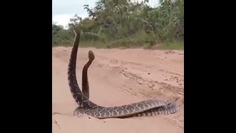 two python are matting | #shorts #viral #trend #youtube #romance #status #python #snake #youtubes