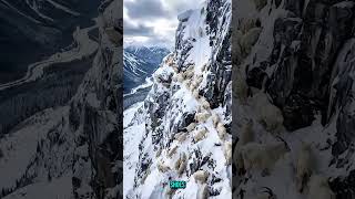 Mountain Goats Defy Gravity on Deadly Frozen Cliffs | Extreme Winter Survival