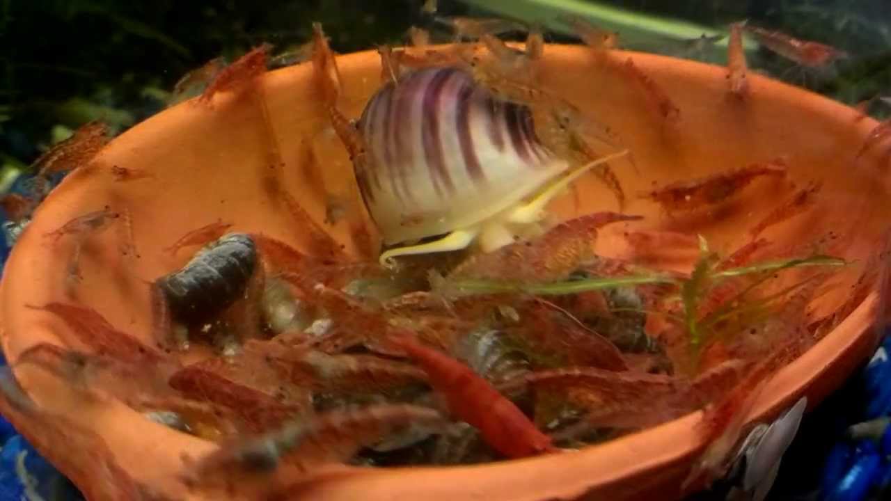 Magenta Mystery Snail and Red Cherry Shrimp Eating YouTube