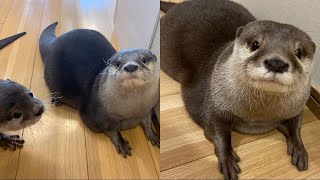 Funny Otter Videos Compilation 2021 #10  CLONDHO TV