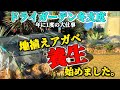 【ドライガーデンの養生】地植えしてから2度目の冬‼︎今年もアガベとサボテンの養生を開始。冬支度の方法を詳しく解説します！