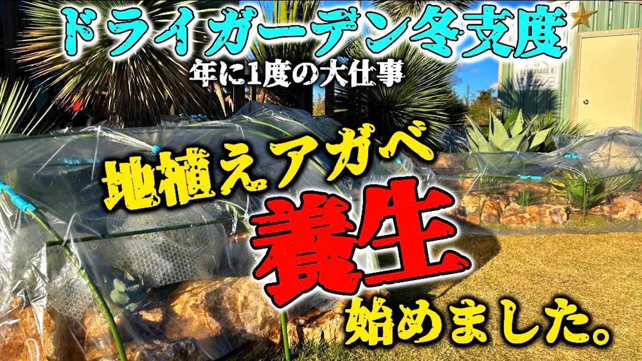【ドライガーデンの養生】地植えしてから2度目の冬‼︎今年もアガベとサボテンの養生を開始。冬支度の方法を詳しく解説します！