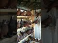 طيور حمر العدد 43 فحل التفاصيل بالفيديو 