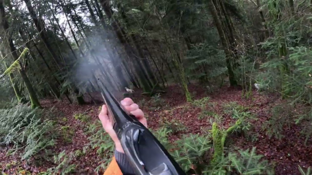 Chasse de la bécasse dans le nord cantal