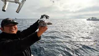 3 Boats, 1 Mission: Hunting Big Black Cod in 1,354 FT