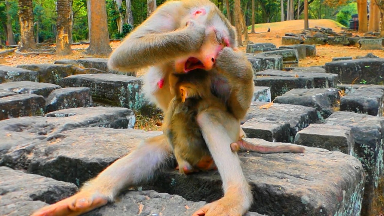 Tired Monkey Mom Takes Care of Baby Lucan – Her Funny Faces Are Priceless! 🐒😂
