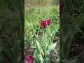 Красивый тюльпан #цветы #природа #деревня