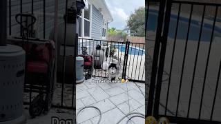 Dog fails to enter🤣🐶 #cute #funny #dog #shorts