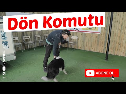 Video: Köpeğinize Cue Etrafında Dönmeyi Öğretin