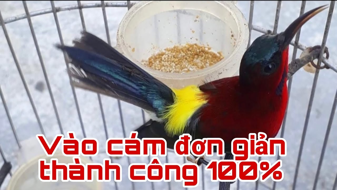 Hướng dẫn vào cám cho chim hút mật mới bẫy về thành công 100%