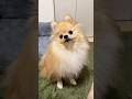 なんでそんな顔で見つめるの…🐶