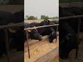 Buffalo farming, Buffalo talaab, Buffalo cartoon, bhains wala cartoon, #animals #buffalo #cows