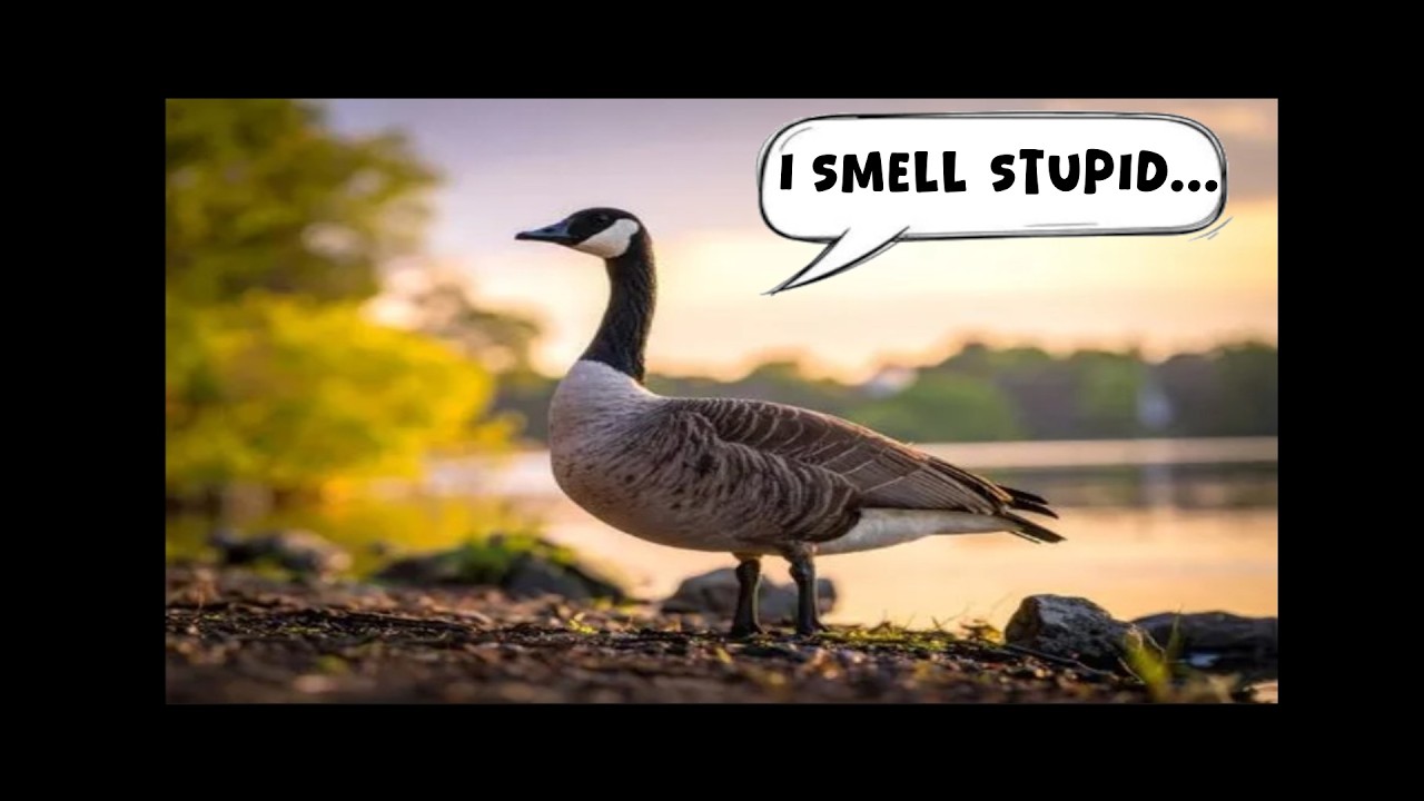 Canadian Fool Is Foul After Fitness Flop - YouTube