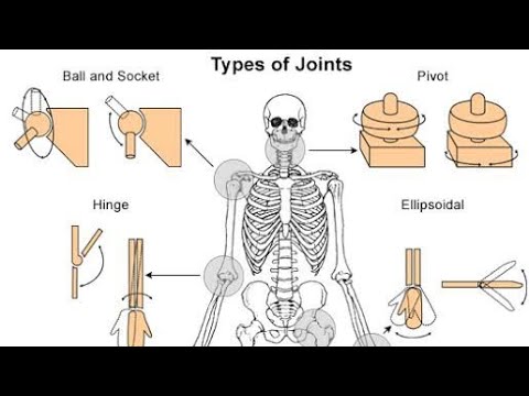 Human types. Types of Joints. Types of Joints in our body. Body Joints. Hinge Joint in Human.