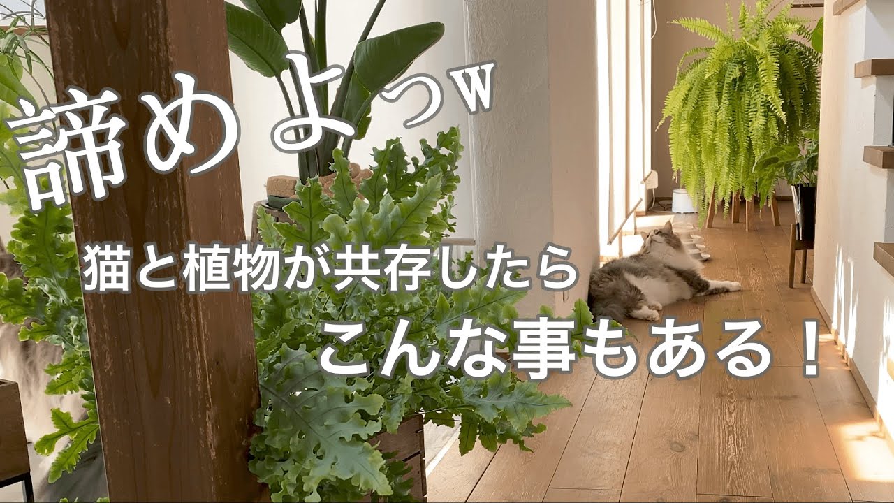 観葉植物】猫と暮らす上で諦めたことw - YouTube