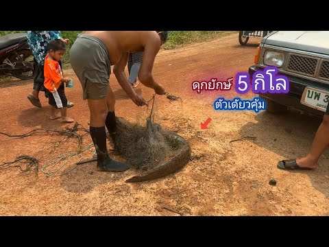 หนองราคาถูก บัตร 60 บาท ปลานิลตัวใหญ่จัด ตัวเดียว คุ้มเลย / บ้านนอก EP.749