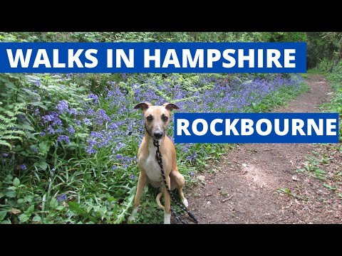 WALKS IN HAMPSHIRE : ROCKBOURNE (Inc BLUEBELL WOOD)