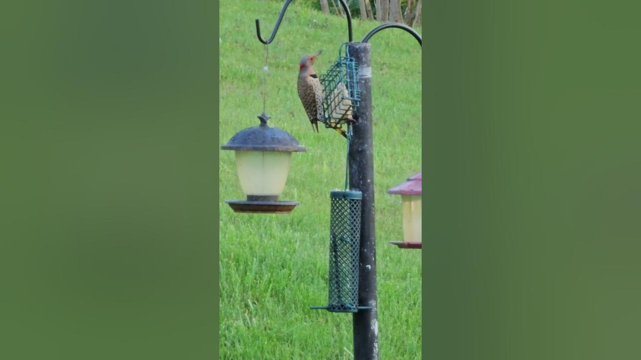 Beautiful Bird Eating Suet! Relaxing Bird Sounds! 🐦 shorts YouTube