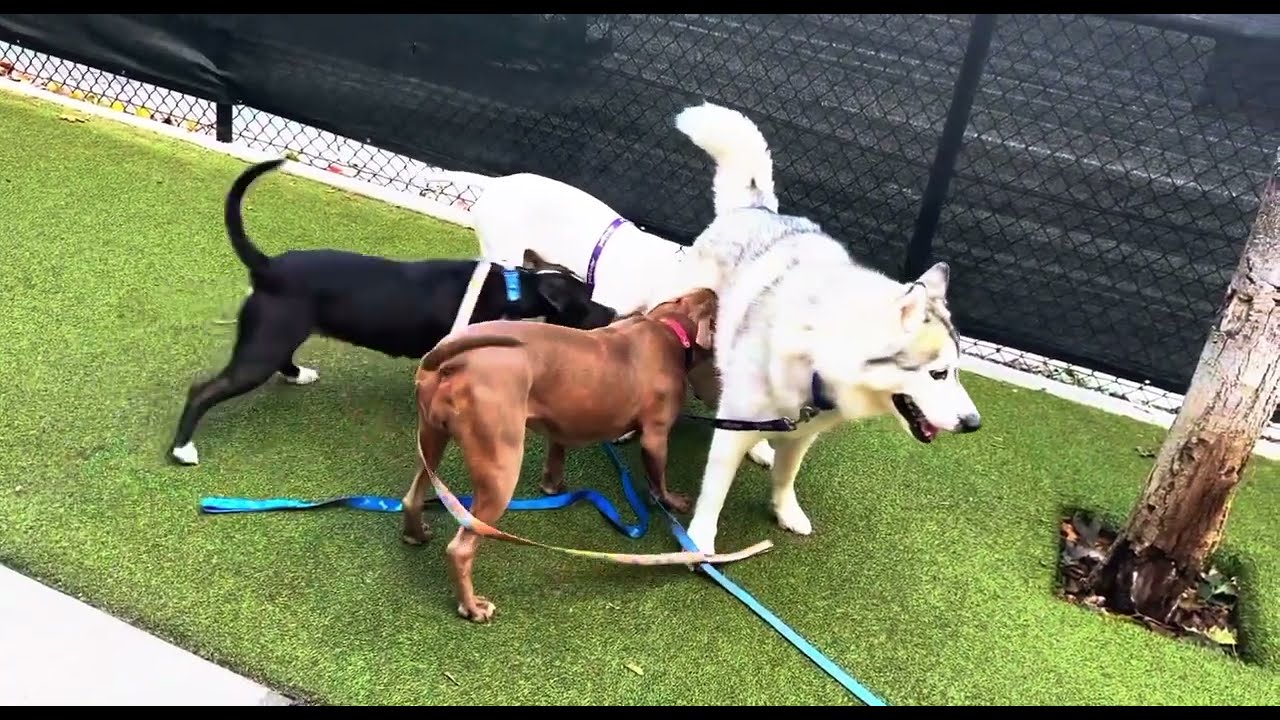 Couple of Black Dogs Mating and Crossover Process,dog mating, dog breeding, black dogs mating,wov