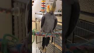 2 happy cockatiels