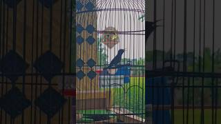 Konin Bahan Gacor  Kolibri Ninja  Braja Nectar kolibrininja konin birds shorts