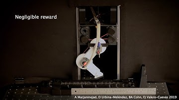 Autonomous Functional Movements in a Tendon-Driven Limb via Limited Experience