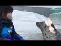 【廢片】這是一隻海豹 Nene Seal.