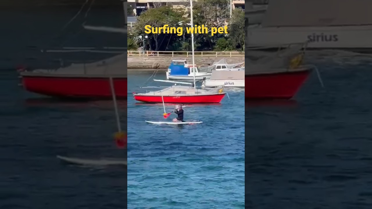 Surfing with Pet Dog. Like Share and Subscribe for More.