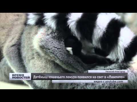 Детеныш кошачьего лемура родился в зоопарке в Нижнем Новгороде