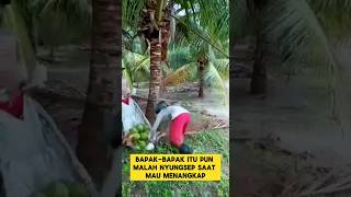 momen lucu ketika panen buah kelapa nyungsep bikin ngakak ‼️ ‼️ #nyungsep #ngakak #kocak #lucu