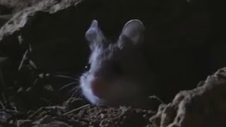 She’s a Wolf in Mouse Clothing….