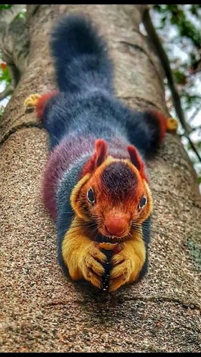 Tupai Malabar | Tupai Raksasa Asli India Dengan Warna Memikat