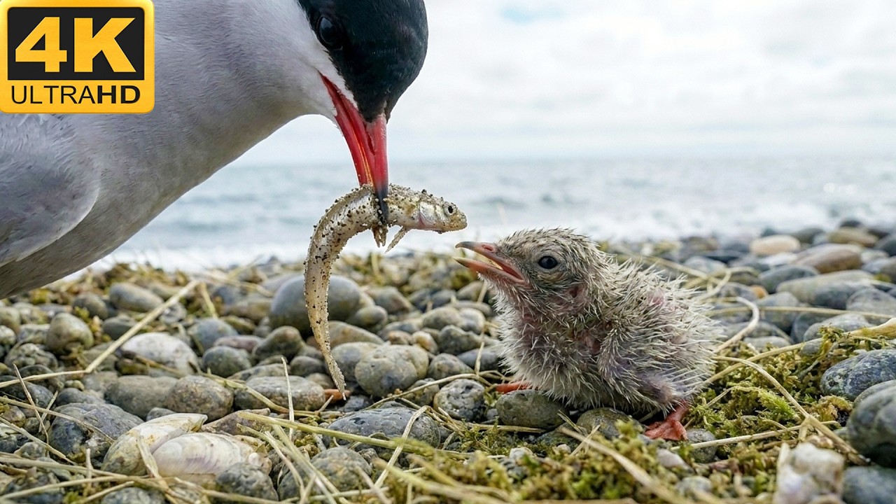 How Arctic Terns Survive 110 Days of Arctic Brutality | Wildlife Documentary