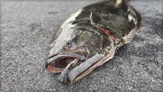 New bait, same spot, bigger fish. -- True Fishing Kings -- California Halibut