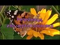 Репейница, или чертополоховка