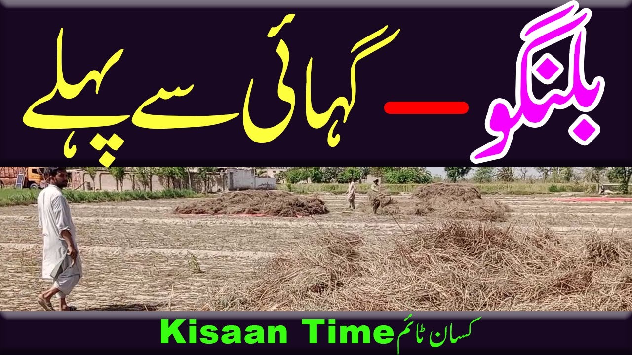بلنگو کی کٹائی  Bilangu ki katai Kisan time