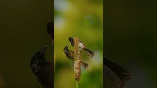 bird's of Shelar Farm #birds #shelarfarm #nature #photography #wildlife #youtubeshorts #youtube