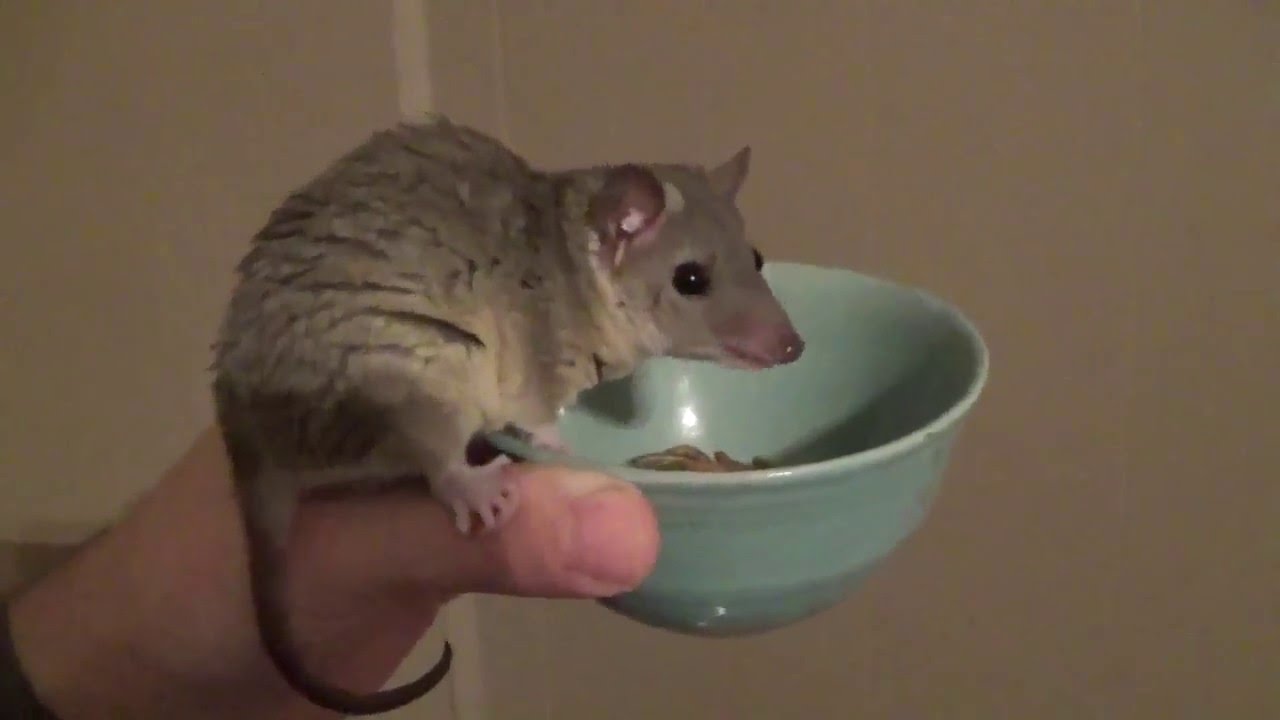Short Tailed Opossum eating. YouTube