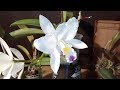 Cómo cuidar Cattleyas y hacer que florezcan (Parte 2)
