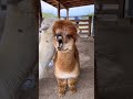 Alpaca Sleep Alpaca Animals Sound Viral mp3