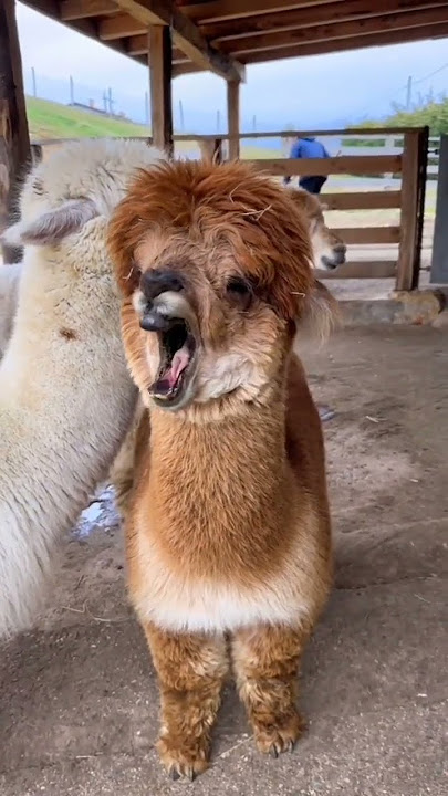 Alpaca🥱 #sleep #alpaca #animals #sound #viral