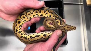 Ball python hatchling’s on MM weights. check a Black pastel orange dream clown X Fire het clown