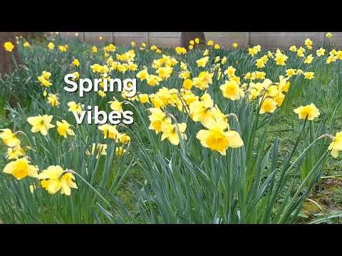 Spring Blooms & Pond Life 🌸 Egyptian Goose Family and Waterfowl at the Park