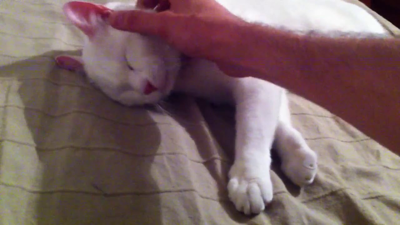Cute Cat Morrise Chat Albinos Aux Yeux Vairons Youtube